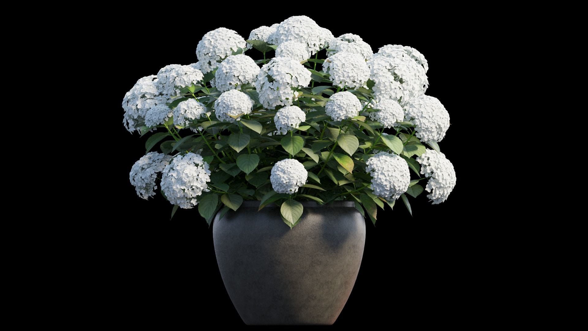 Hydrangea in planters set 02 3D model_5