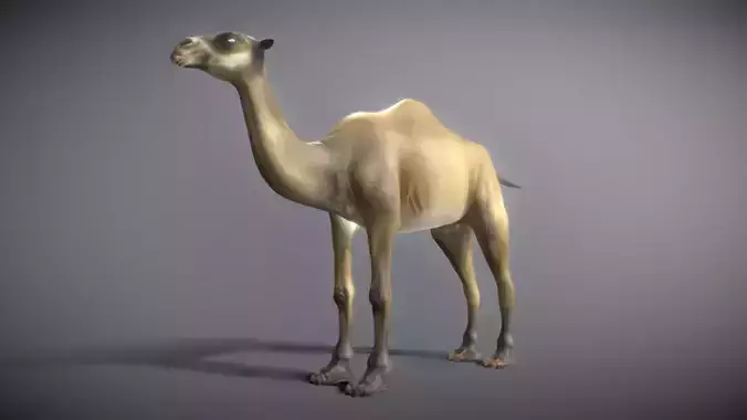 Camel