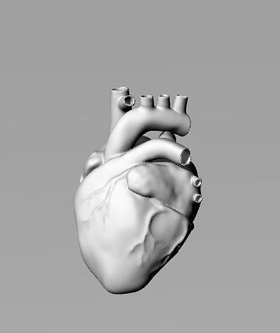 Heart 3d human 3D print model