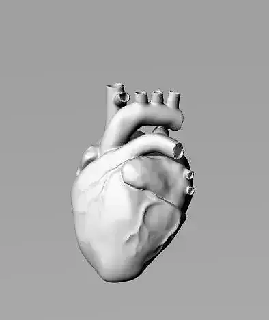 Heart 3d human