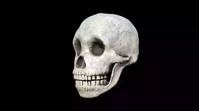 Skull