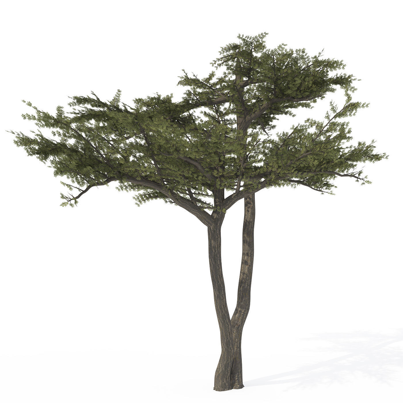 2020 XfrogPlants Africa Library 3D model_8