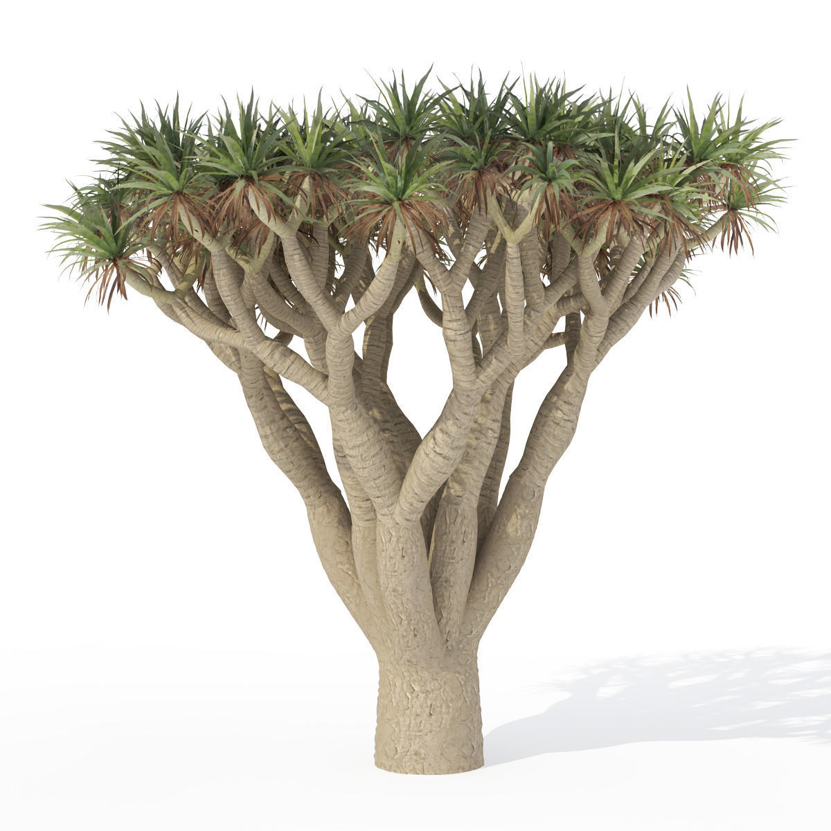 2020 XfrogPlants Africa Library 3D model_7