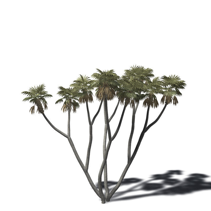 2020 XfrogPlants Africa Library 3D model_3