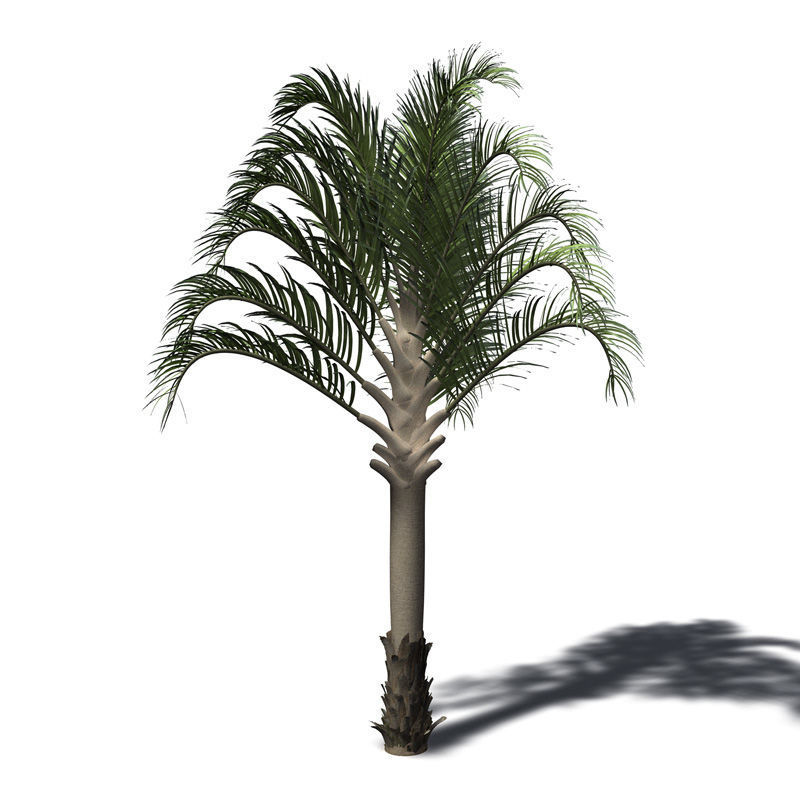 2020 XfrogPlants Africa Library 3D model_4