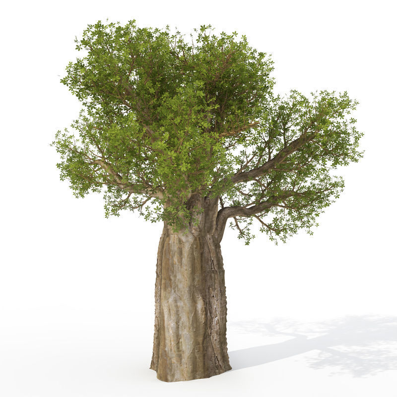 2020 XfrogPlants Africa Library 3D model_5