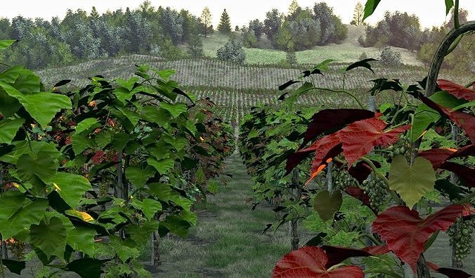 2020 Xfrog Plants Agriculture Library  3D model 5