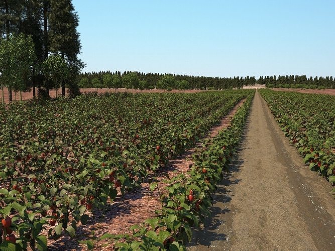 2020 Xfrog Plants Agriculture Library  3D model 2