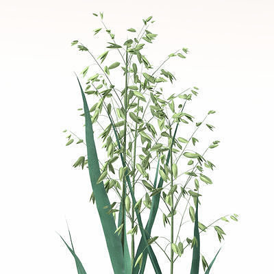 2020 Xfrog Plants Agriculture Library  3D model 7