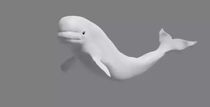 Beluga Whale