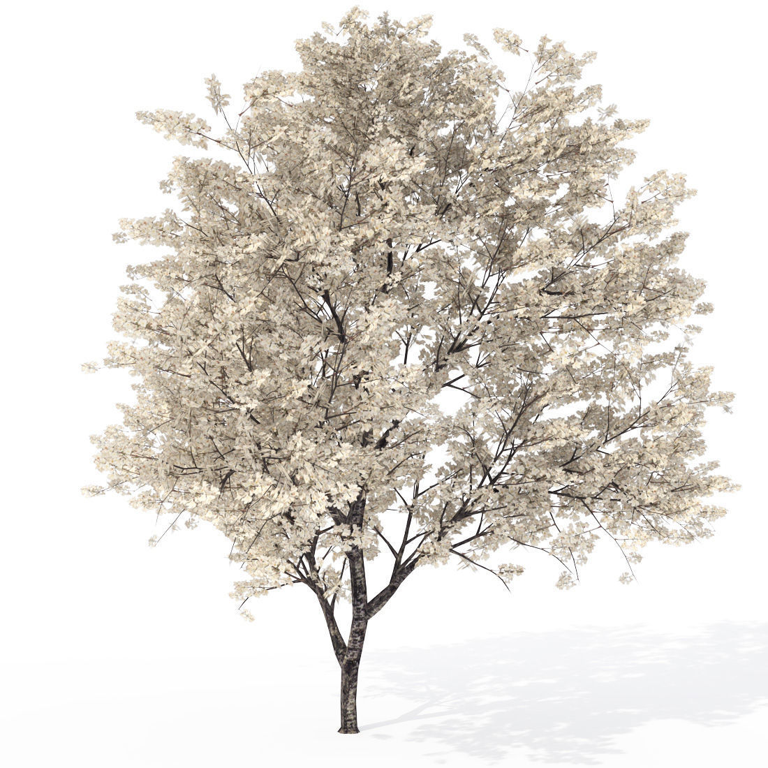 2020 XfrogPlants Blossoming Trees Library  3D model_5