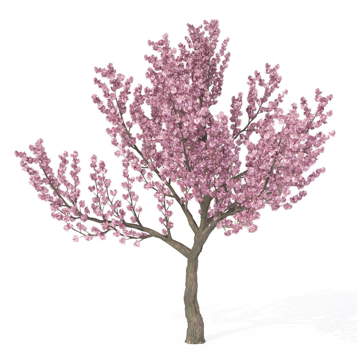 2020 XfrogPlants Blossoming Trees Library  3D model_3