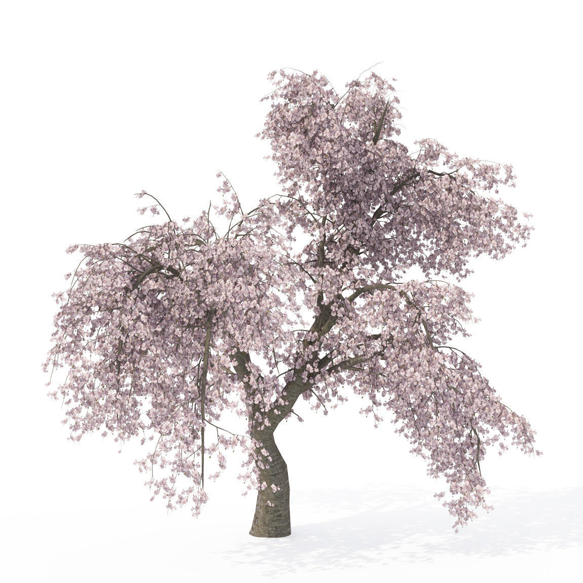 2020 XfrogPlants Blossoming Trees Library  3D model_4