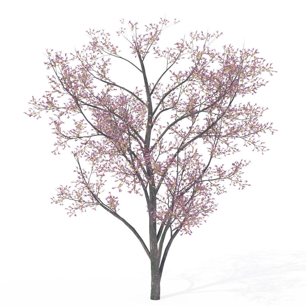 2020 XfrogPlants Blossoming Trees Library  3D model_1