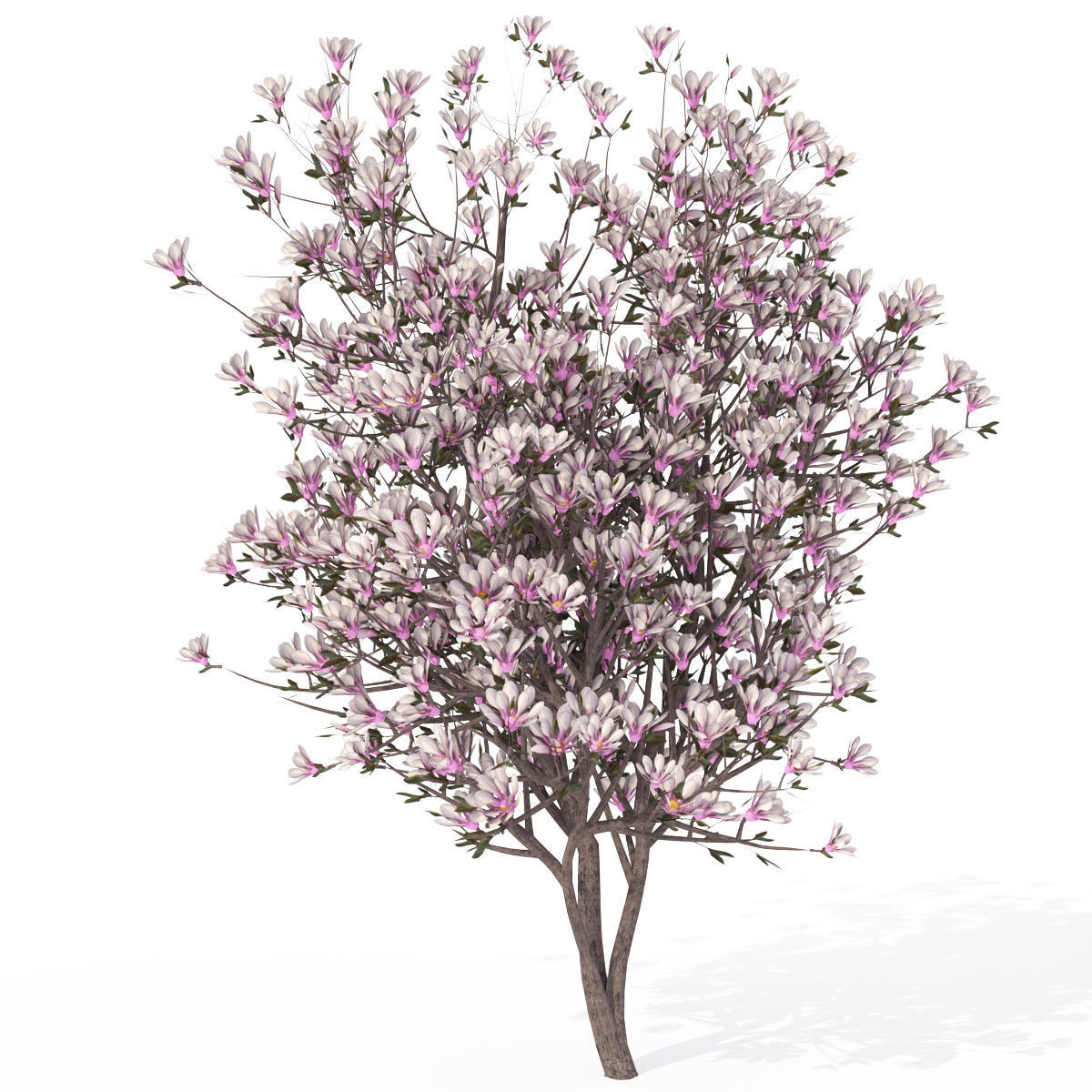 2020 XfrogPlants Blossoming Trees Library  3D model_2