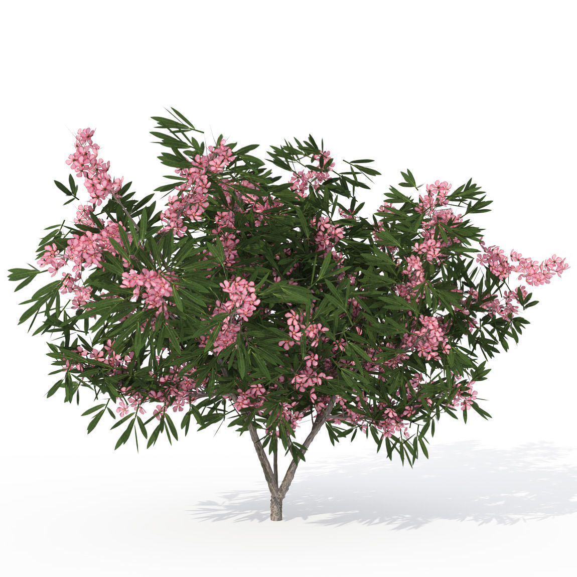 2020 XfrogPlants Blossoming Trees Library  3D model_6