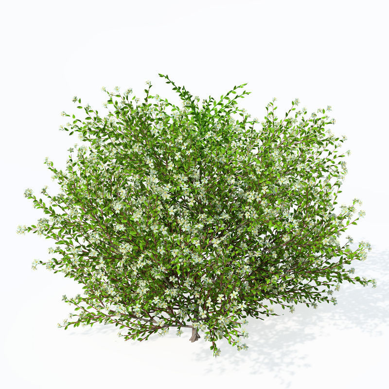 2020 XfrogPlants Europe 3 Library  3D model_17