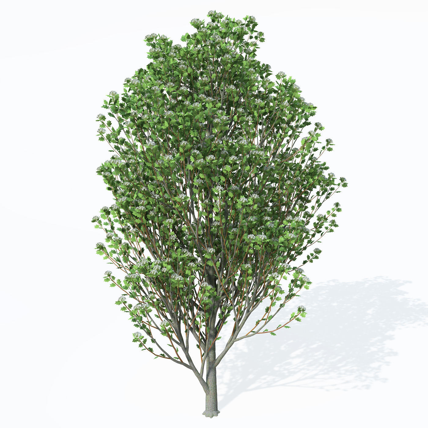 2020 XfrogPlants Europe 3 Library  3D model_19