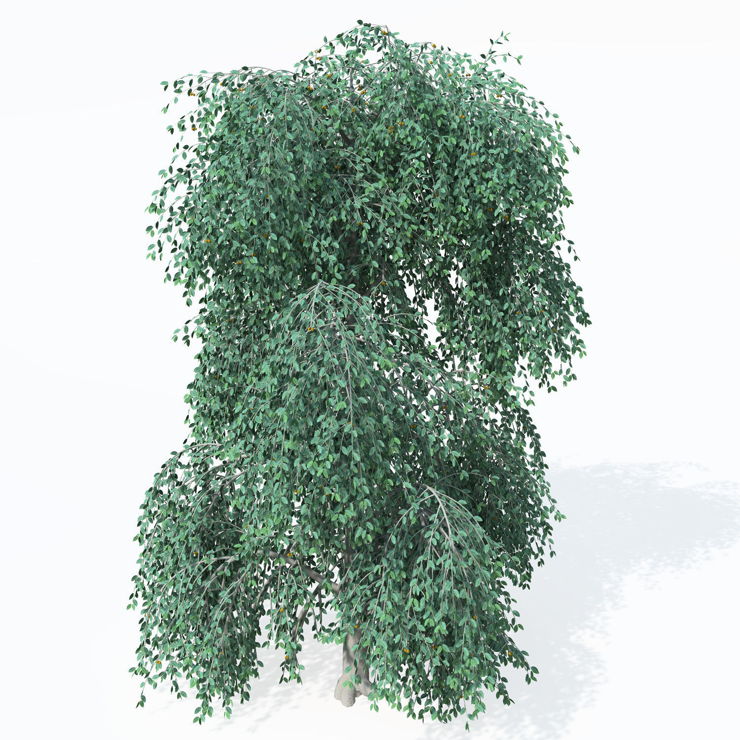 2020 XfrogPlants Europe 3 Library  3D model_12