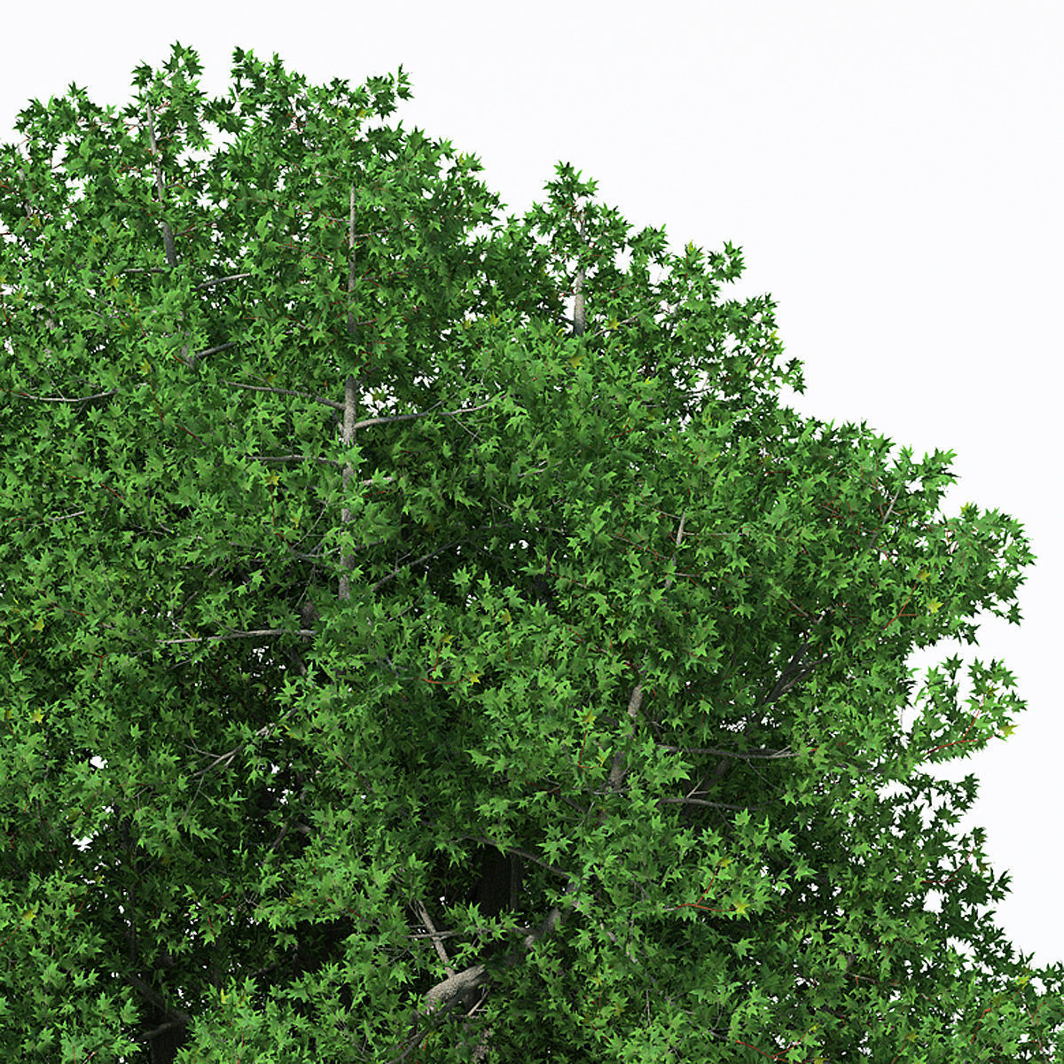 2020 XfrogPlants Europe 3 Library  3D model_7