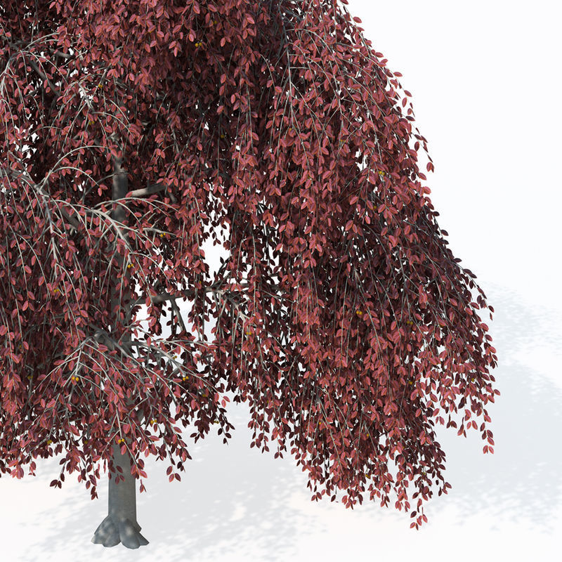 2020 XfrogPlants Europe 3 Library  3D model_11