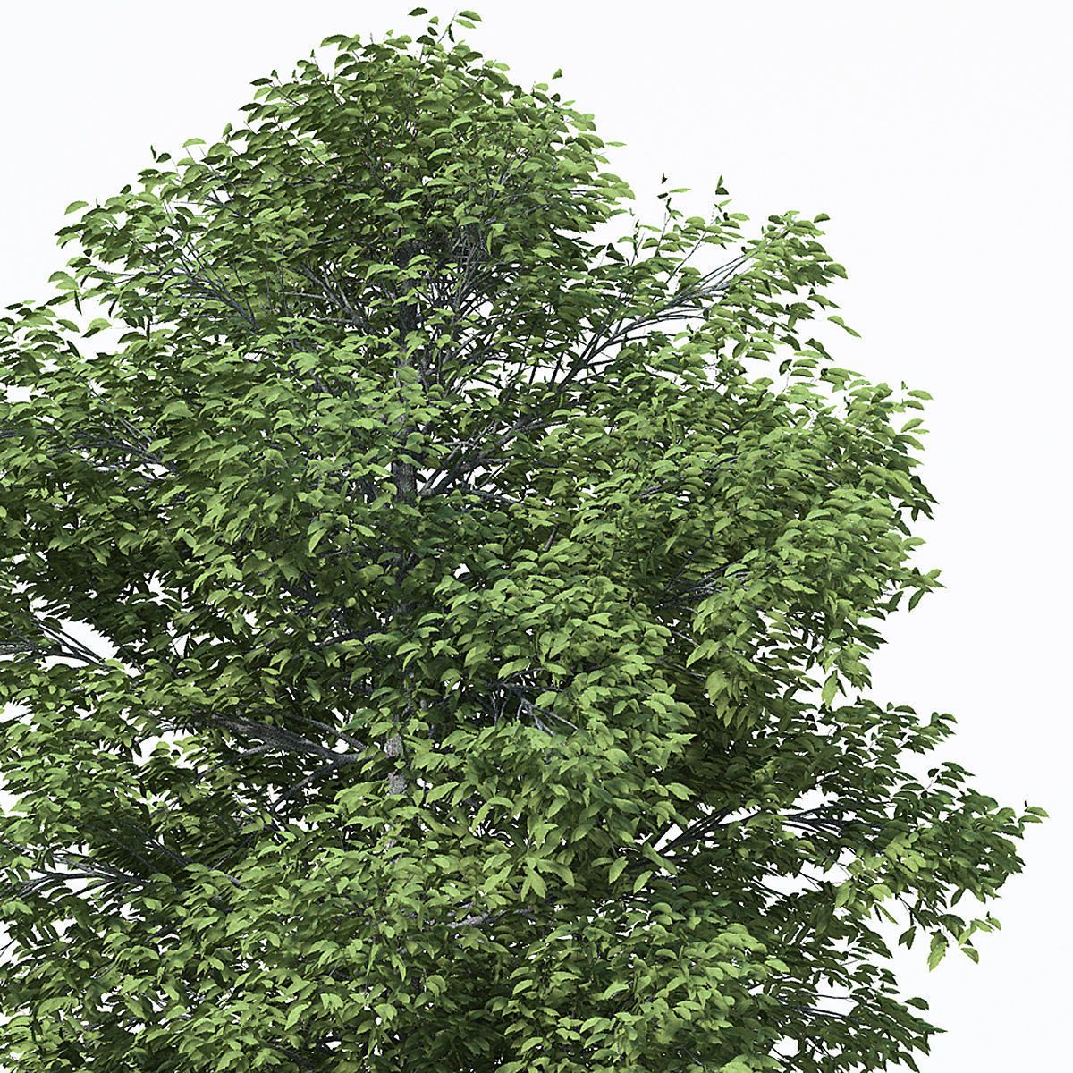 2020 XfrogPlants Europe 3 Library  3D model_9