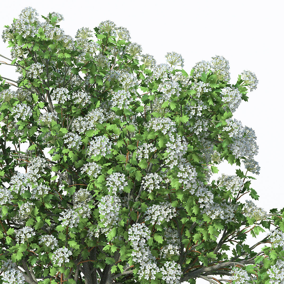 2020 XfrogPlants Europe 3 Library  3D model_18