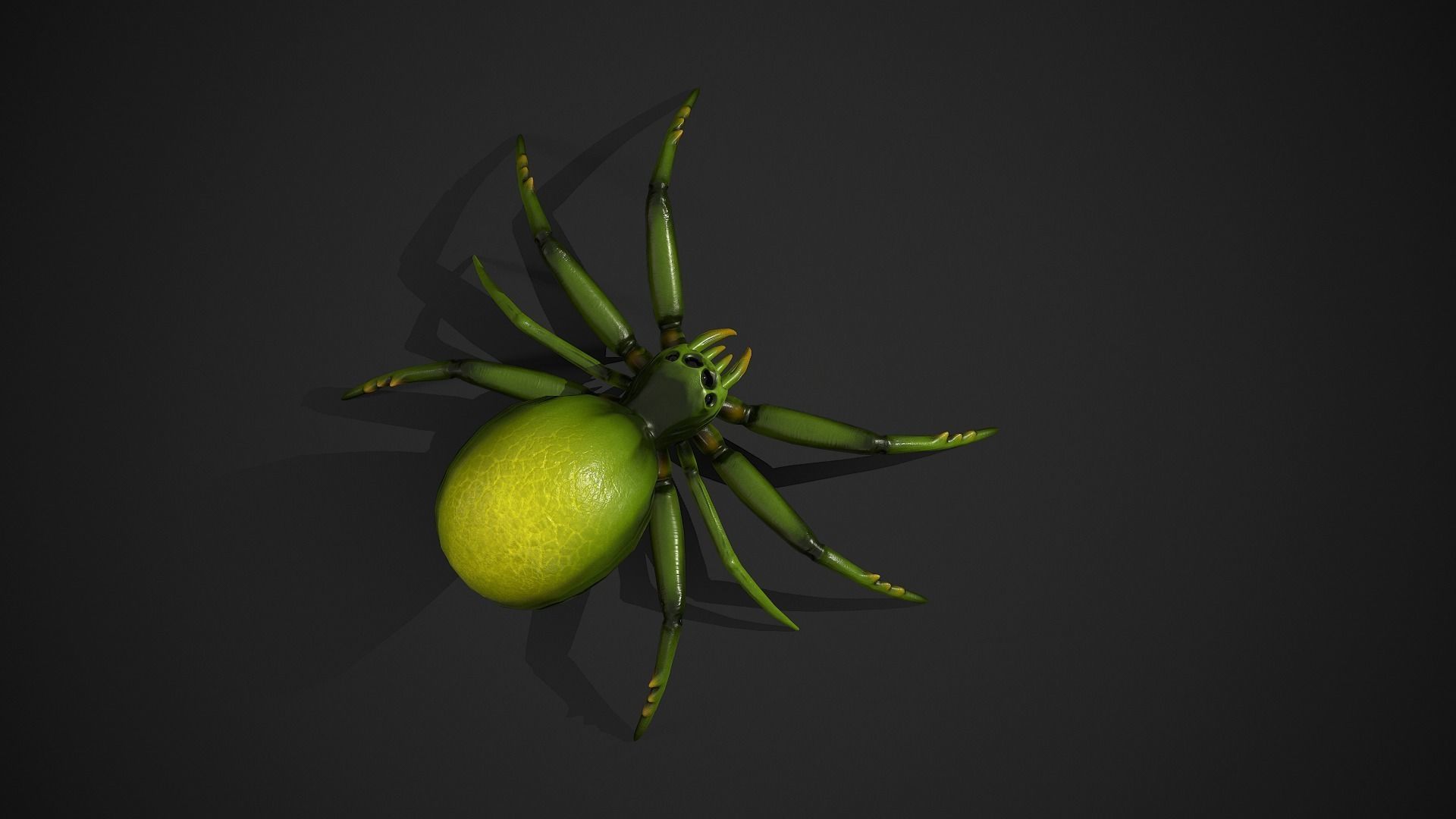 Spider insect1 - Game Ready Low-poly 3D model Low-poly 3D model_12
