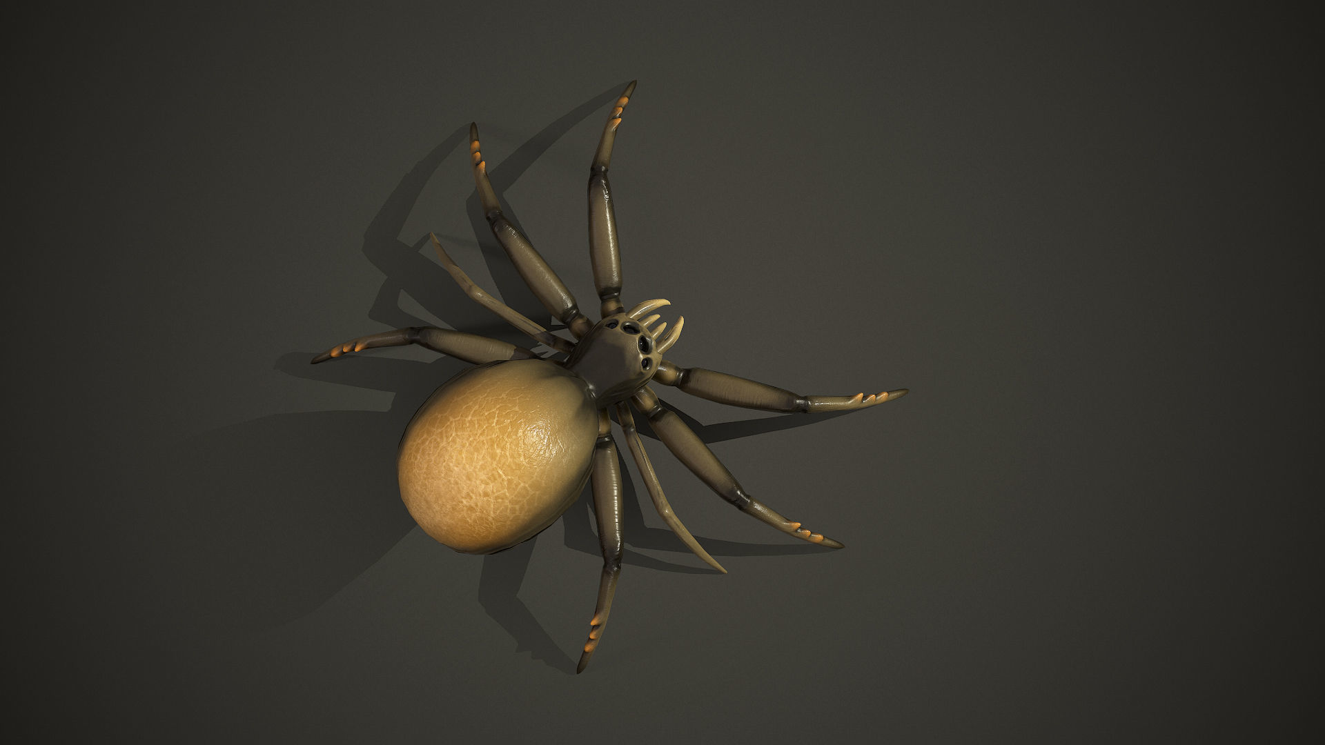 Spider insect1 - Game Ready Low-poly 3D model Low-poly 3D model_18