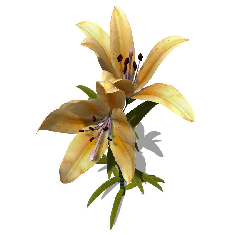 2020 XfrogPlants Flowers 1 Library  3D model_11