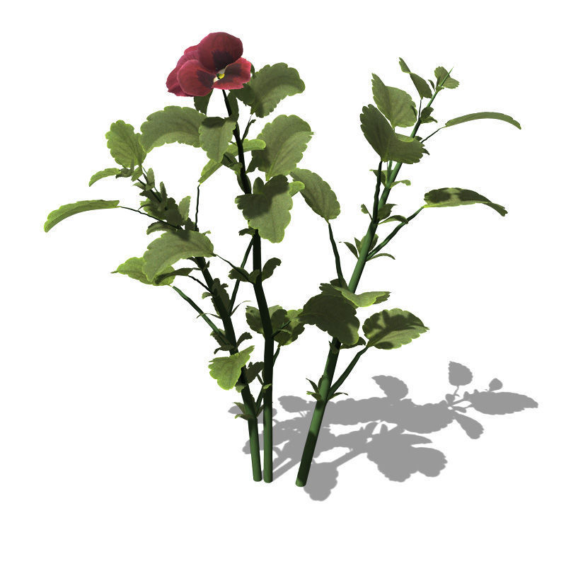 2020 XfrogPlants Flowers 1 Library  3D model_13