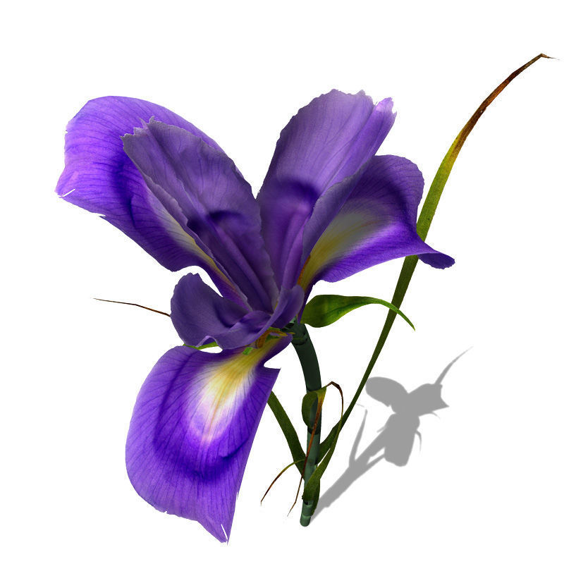 2020 XfrogPlants Flowers 1 Library  3D model_10