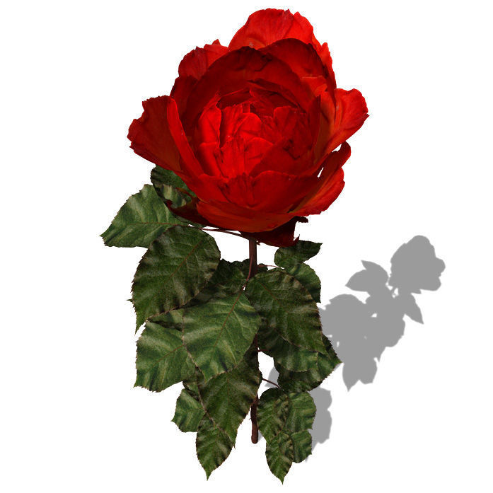 2020 XfrogPlants Flowers 1 Library  3D model_12