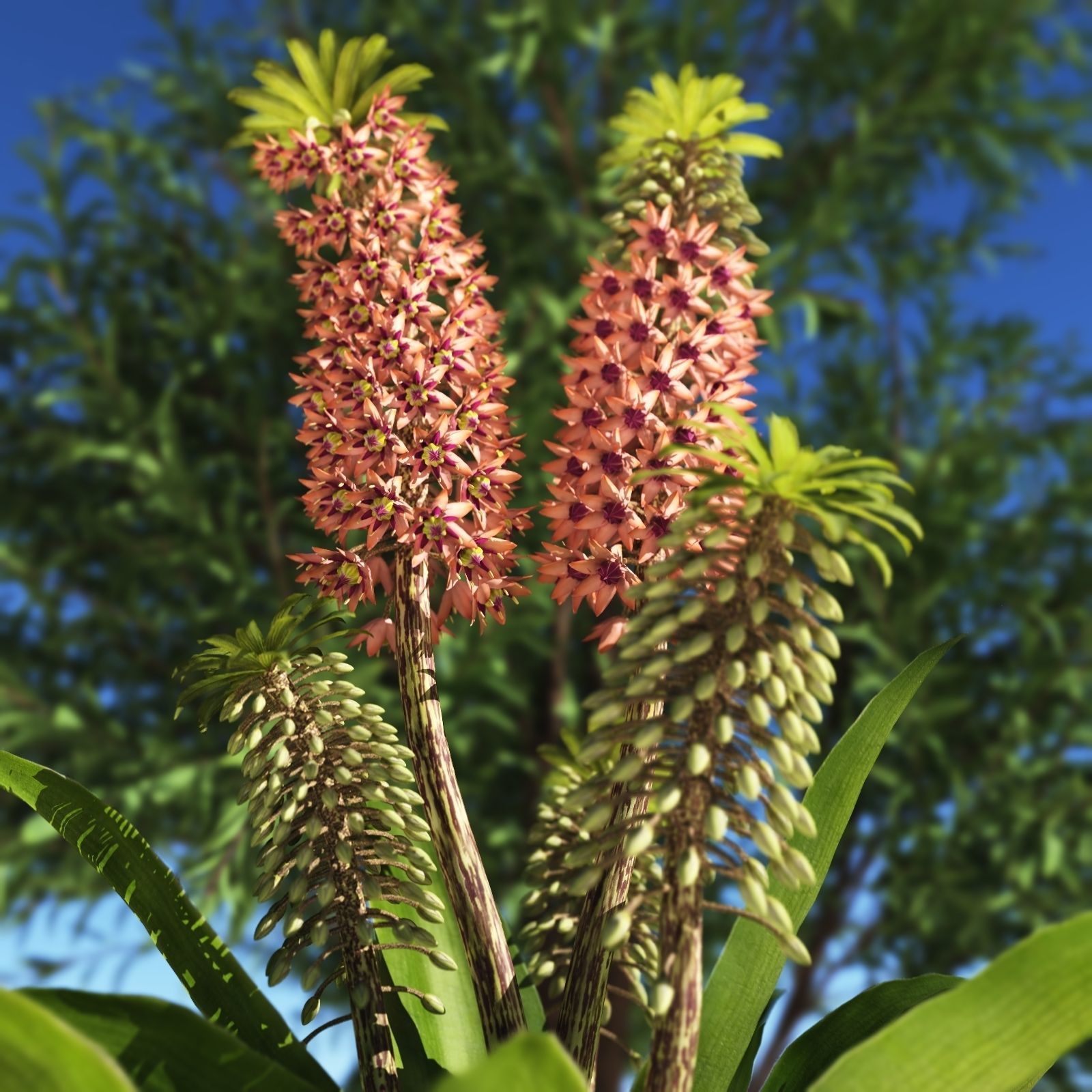 2020 XfrogPlants Flowers 1 Library  3D model_5