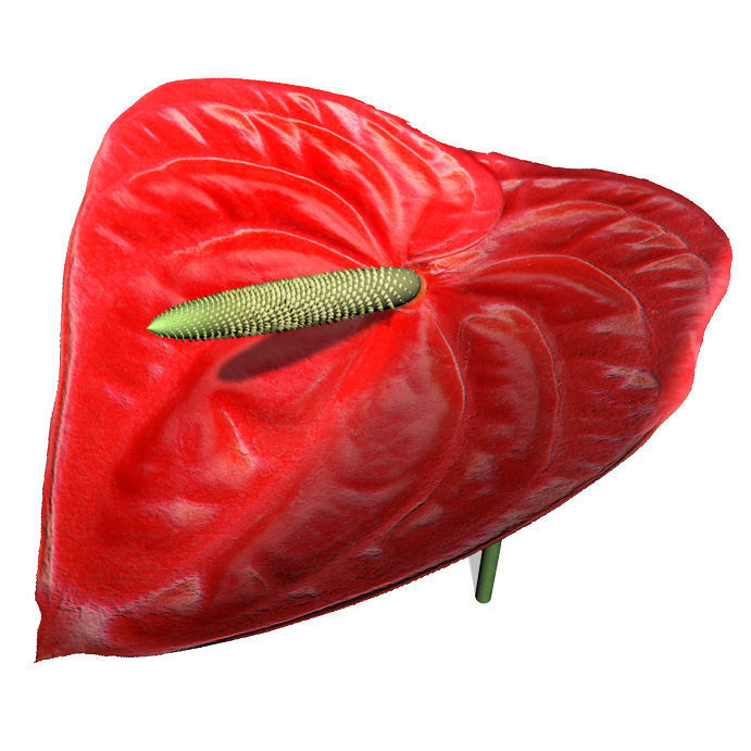 2020 XfrogPlants Flowers 1 Library  3D model_7