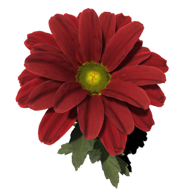 2020 XfrogPlants Flowers 1 Library  3D model_6