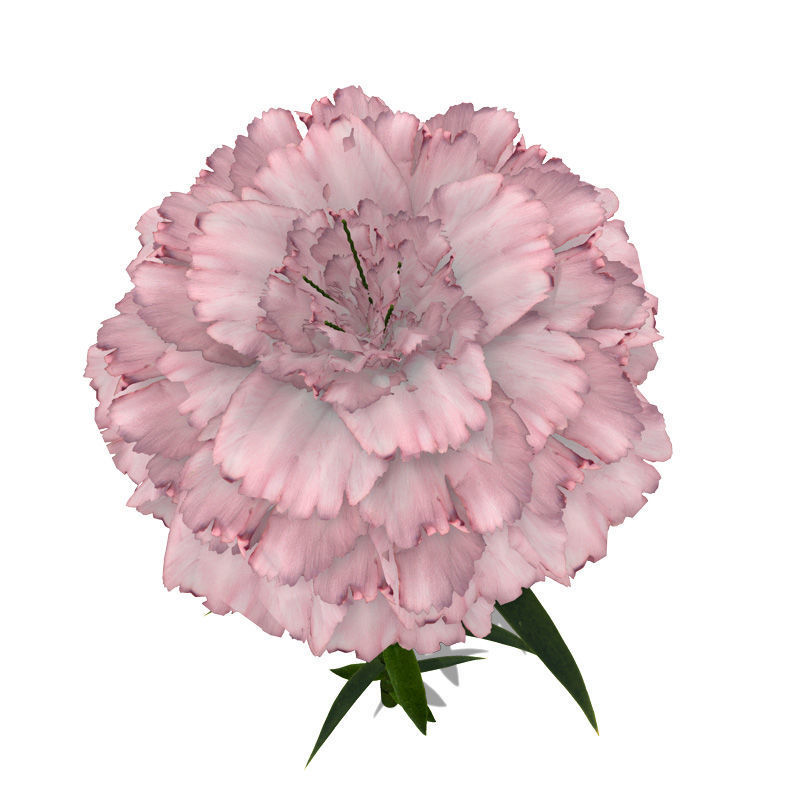 2020 XfrogPlants Flowers 1 Library  3D model_9