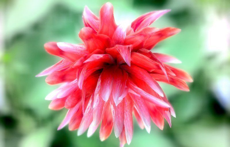 2020 XfrogPlants Flowers 1 Library  3D model_4