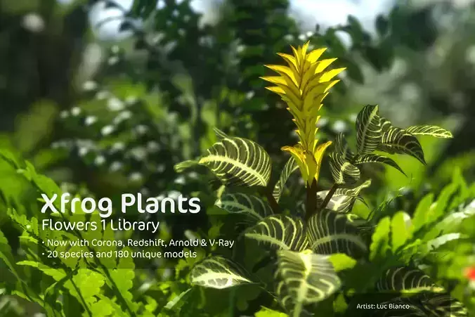 2020 XfrogPlants Flowers 1 Library  3D model