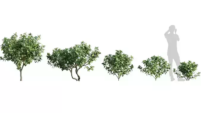 Tabernaemontana divaricata - Crape jasmine - 01 3D model