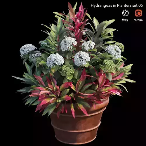 Hydrangea in planters set 06 3D model