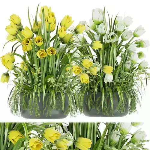 Collection plant vol 43