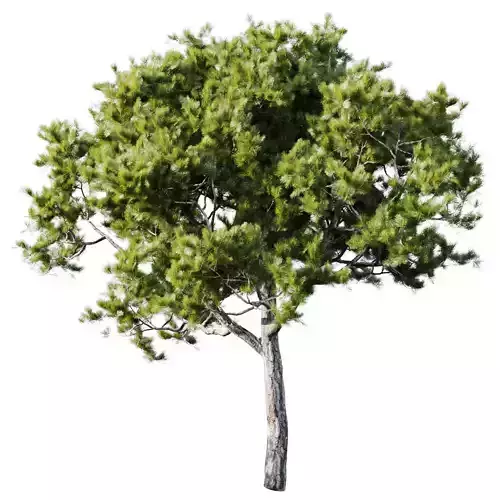 Pinus Brutia 8m 3D model
