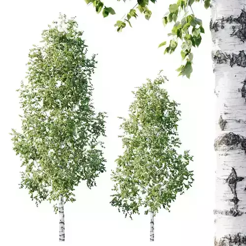 Betula 11m 8m 3D model