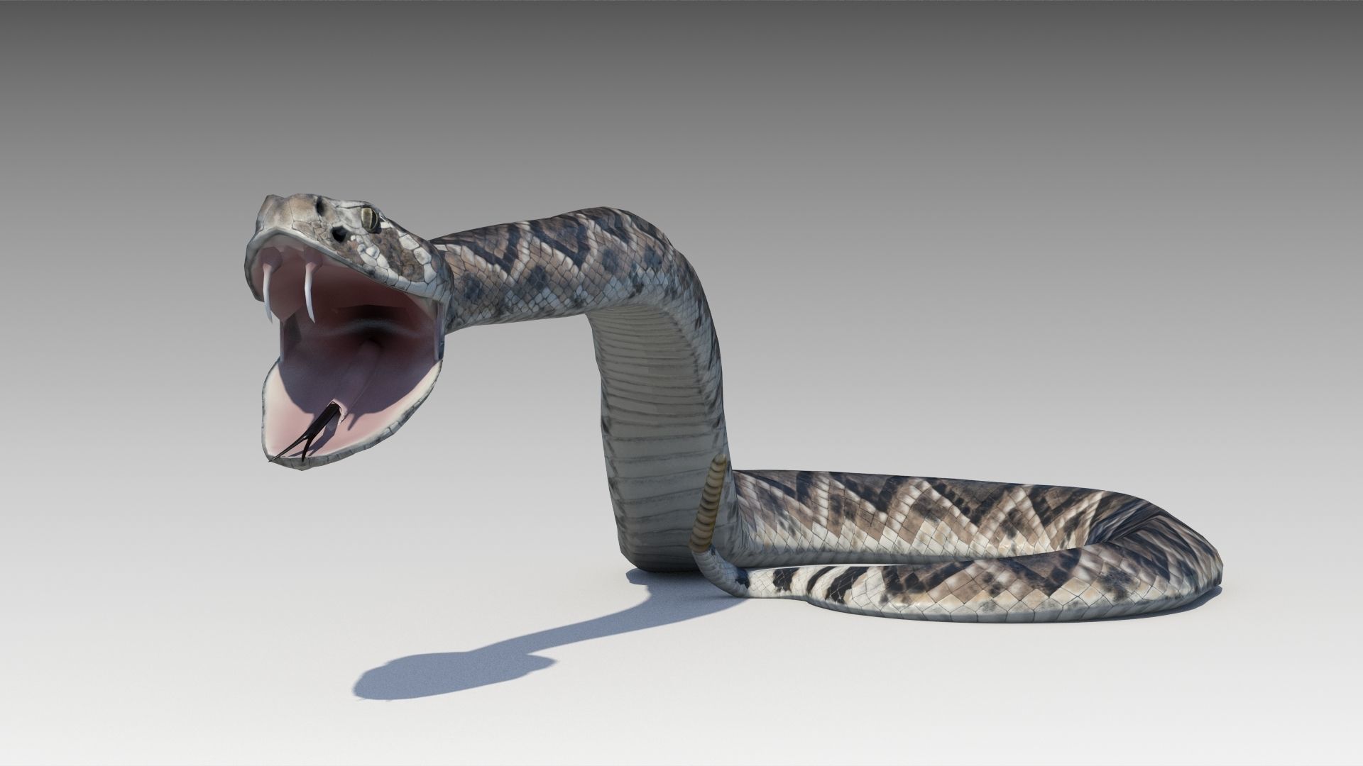 Rattlesnake Low-poly 3D model_2