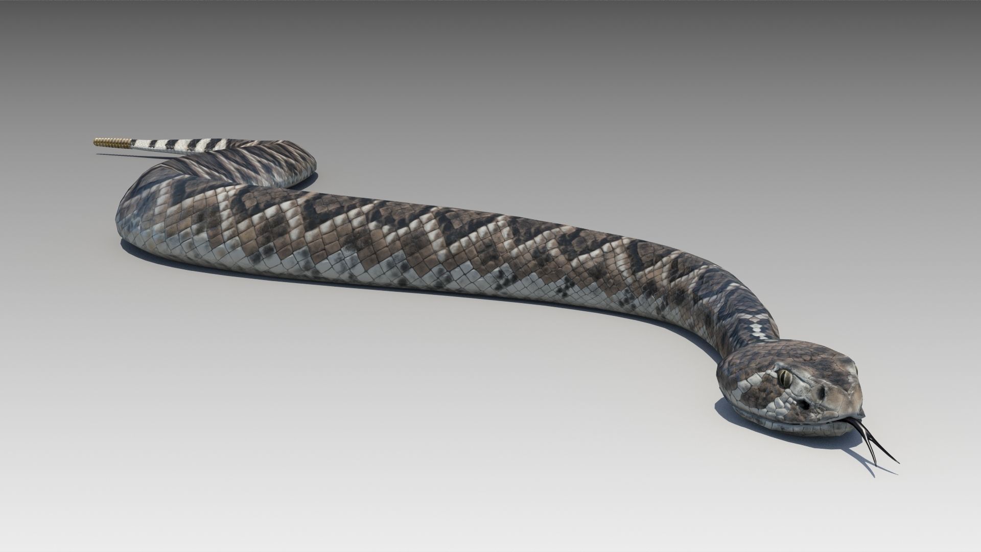 Rattlesnake Low-poly 3D model_5