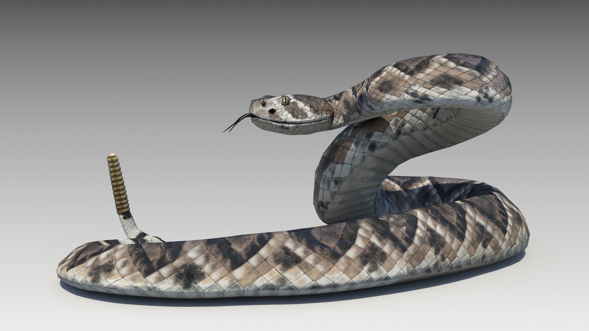 Rattlesnake Low-poly 3D model_3