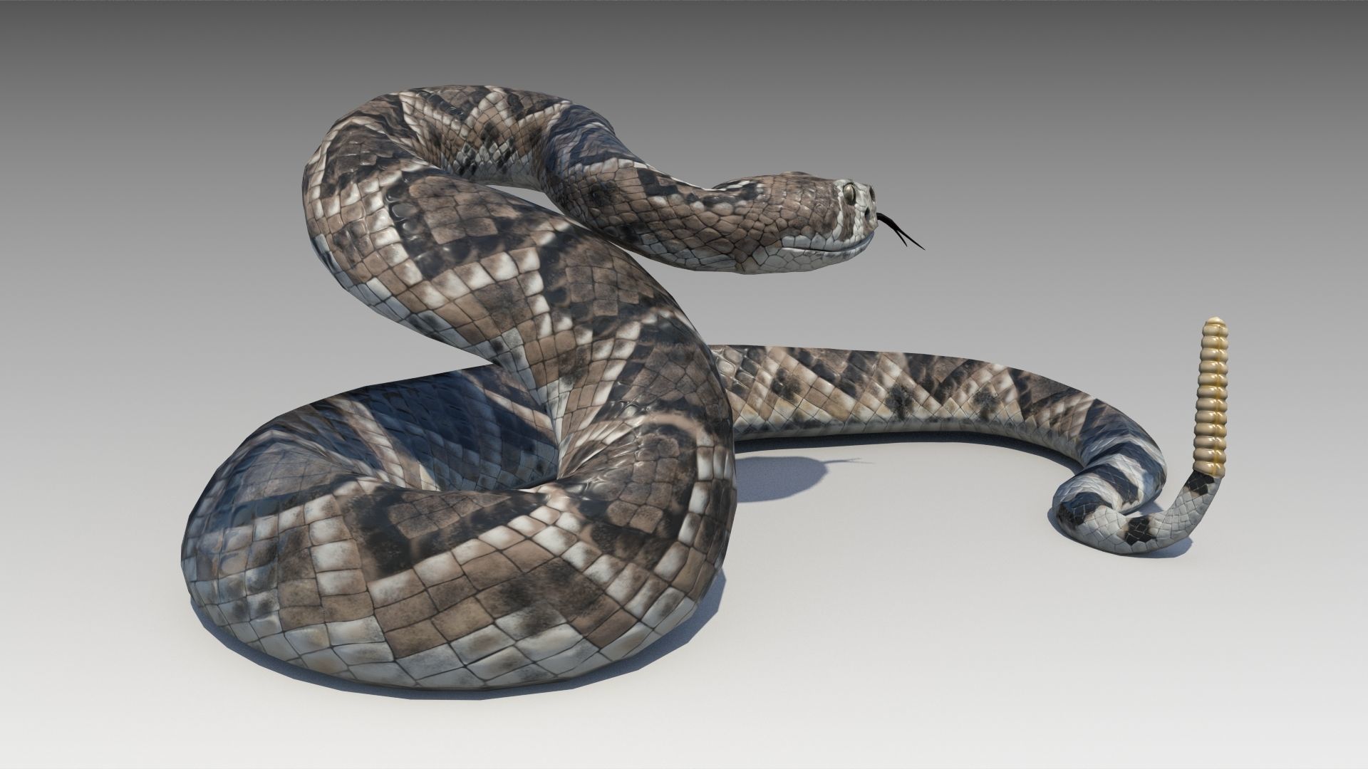 Rattlesnake Low-poly 3D model_4