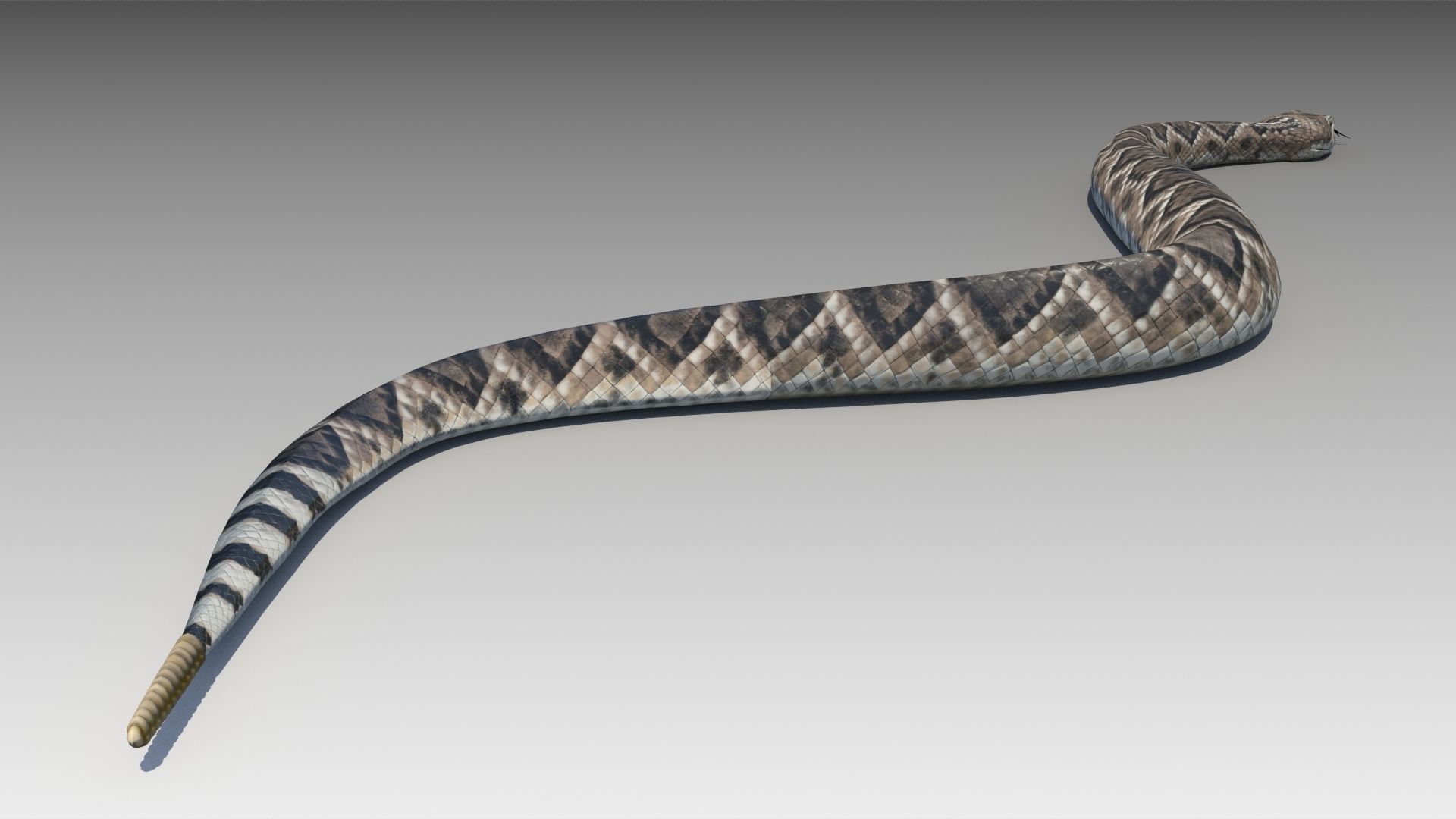Rattlesnake Low-poly 3D model_6