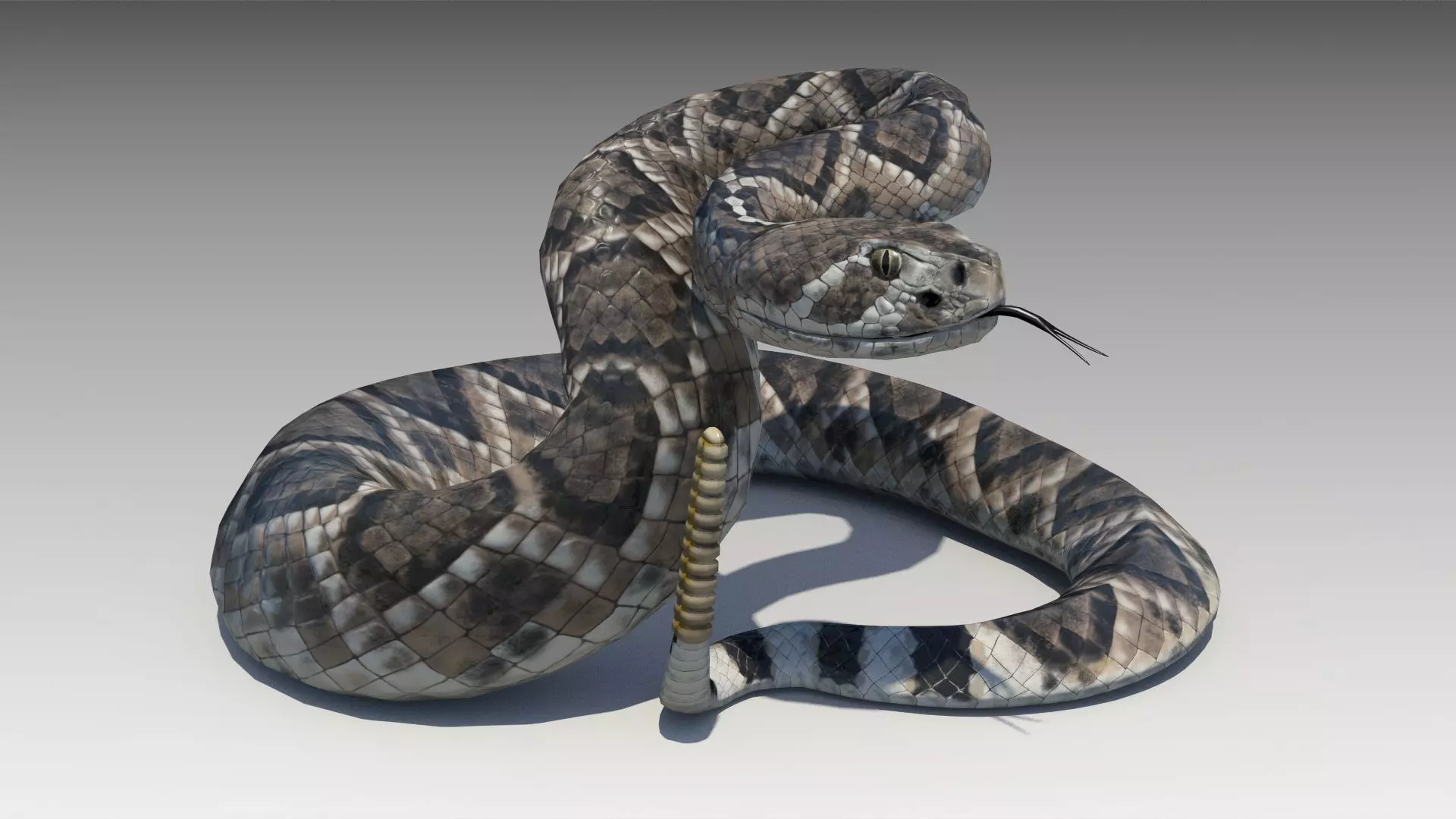 Rattlesnake Low-poly 3D model_0